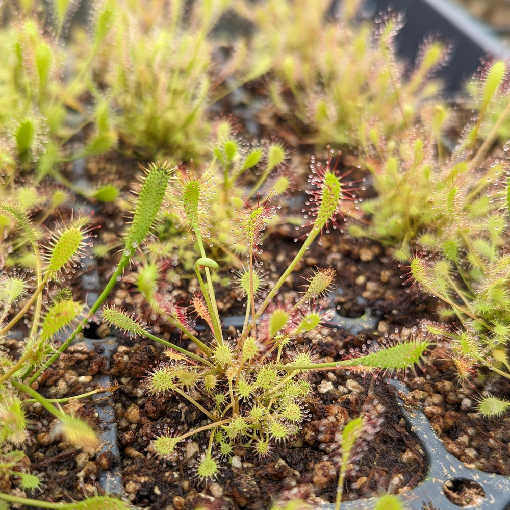 Drosera anglica English Sundew, Great Sundew