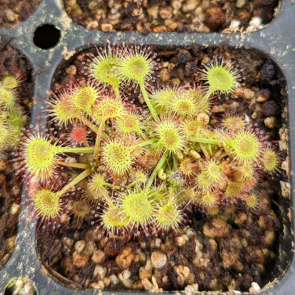 Drosera rotundifolia, Round-Leaved Sundew