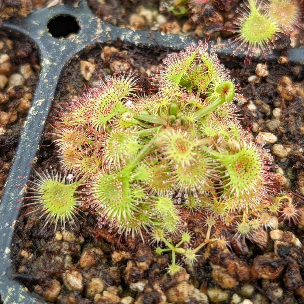 Drosera rotundifolia, Round-Leaved Sundew