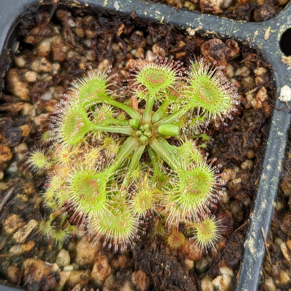 
                      
                        Drosera rotundifolia, Round-Leaved Sundew
                      
                    