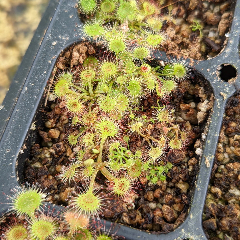 
                      
                        Drosera rotundifolia, Round-Leaved Sundew
                      
                    