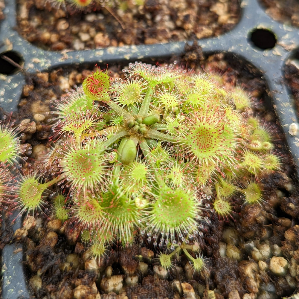 
                      
                        Drosera rotundifolia, Round-Leaved Sundew
                      
                    