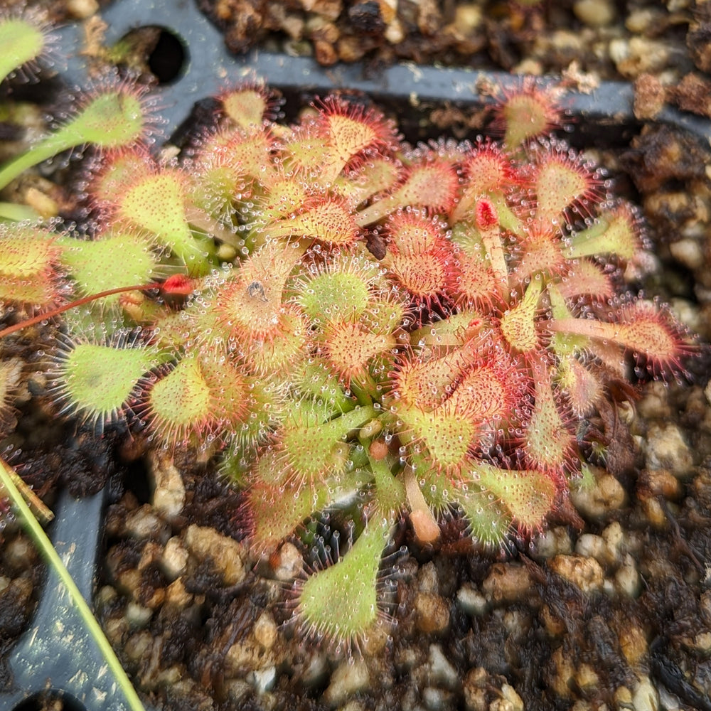 
                      
                        Drosera natalensis, Natal Sundew
                      
                    