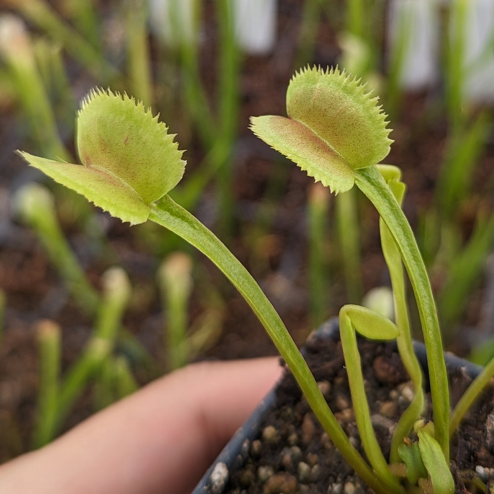 
                      
                        Venus Flytrap-Dionaea muscipula "Scarlantine"
                      
                    