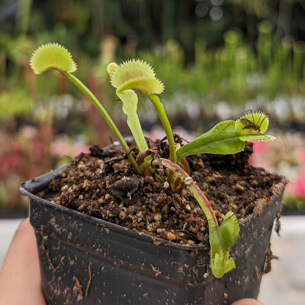 
                      
                        Venus Flytrap-Dionaea muscipula "Scarlantine"
                      
                    