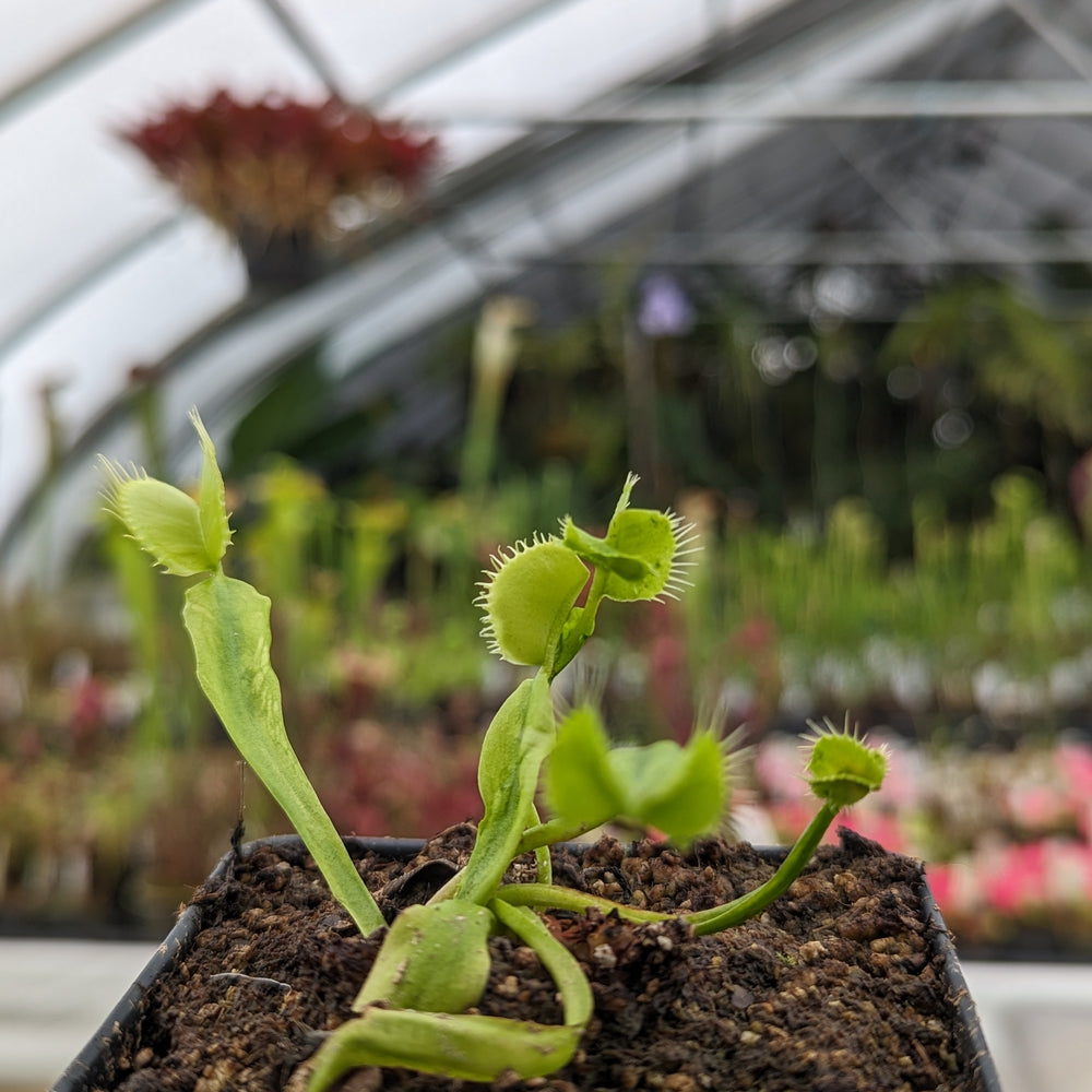 
                      
                        Venus Flytrap- Dionaea muscipula Mirror
                      
                    