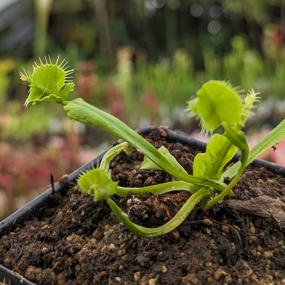 
                      
                        Venus Flytrap- Dionaea muscipula Mirror
                      
                    