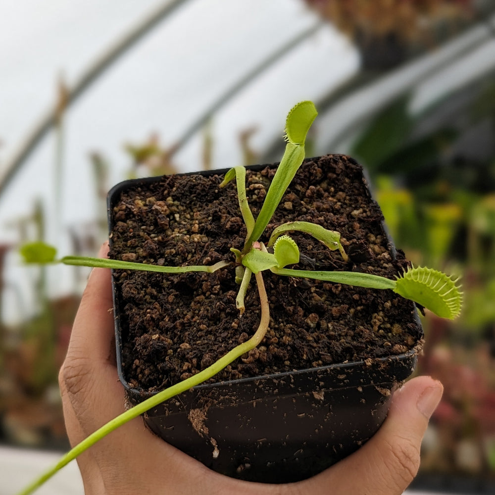 
                      
                        Venus Flytrap- Dionaea muscipula Mirror
                      
                    