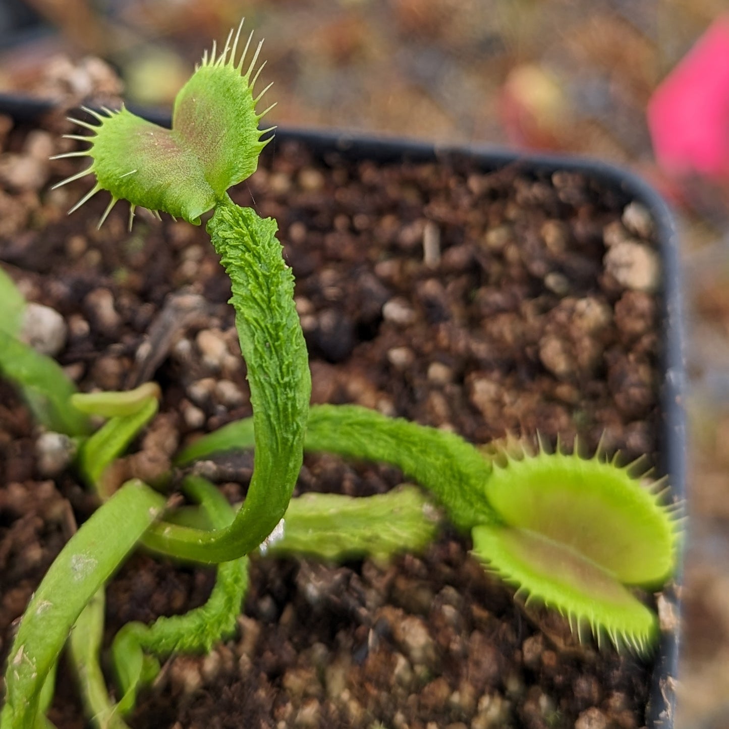 Venus Flytrap- Dionaea muscipula Schupp Destruction