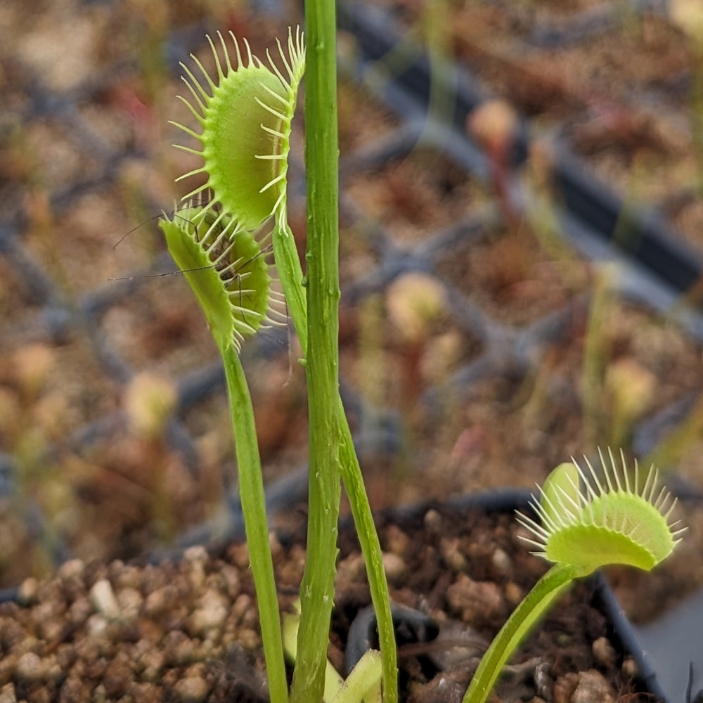 
                      
                        Venus Flytrap- Dionaea muscipula "Funnel Trap"
                      
                    