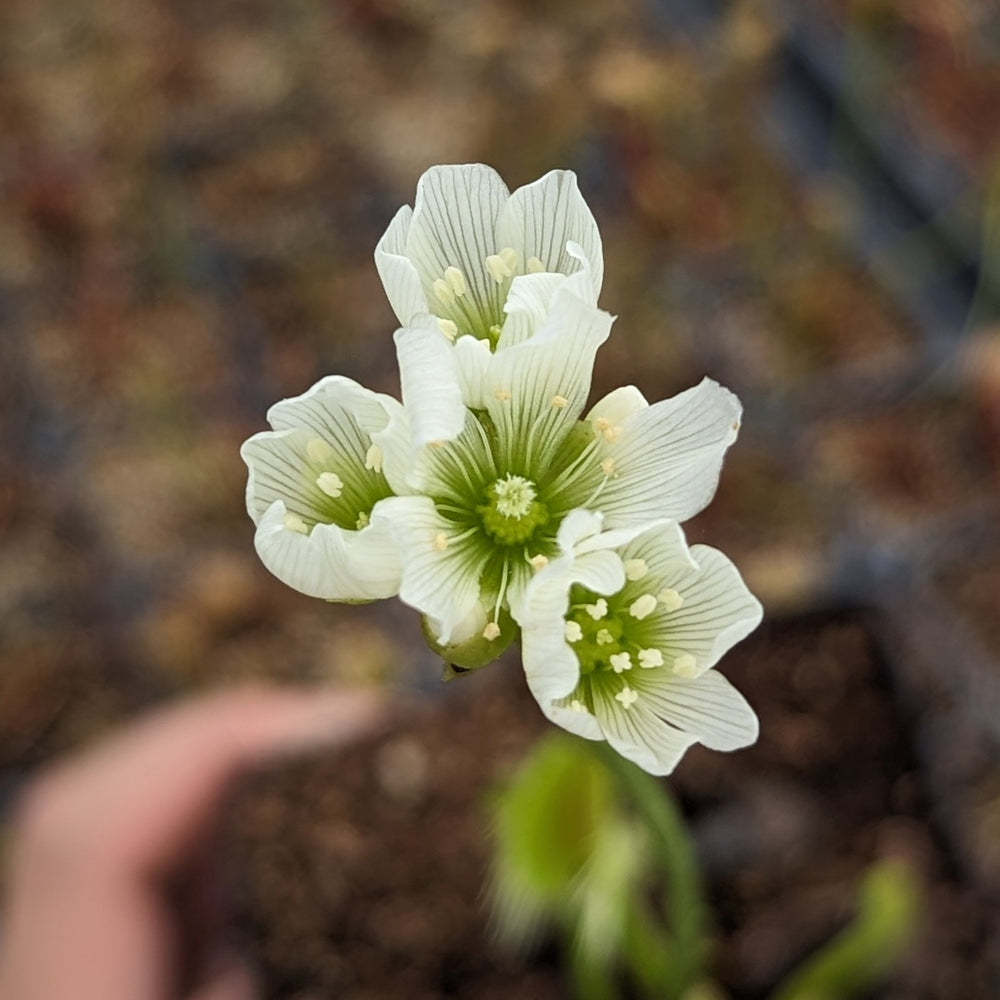 
                      
                        Venus Flytrap- Dionaea muscipula "Funnel Trap"
                      
                    