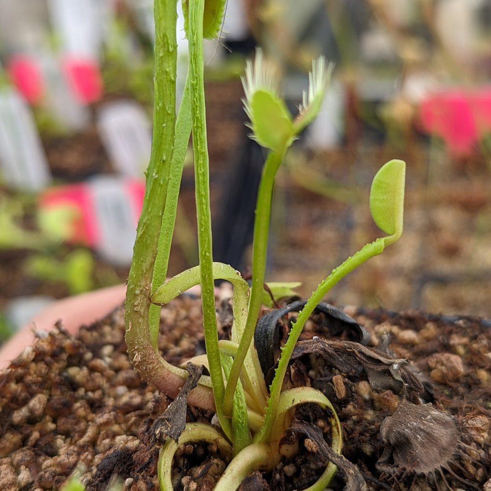 
                      
                        Venus Flytrap- Dionaea muscipula "Funnel Trap"
                      
                    