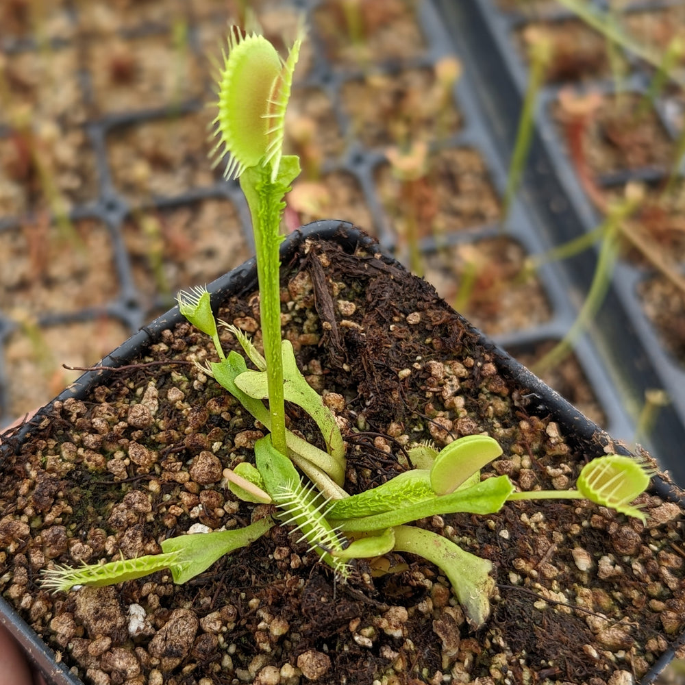 
                      
                        Venus Flytrap- Dionaea muscipula "Funnel Trap"
                      
                    