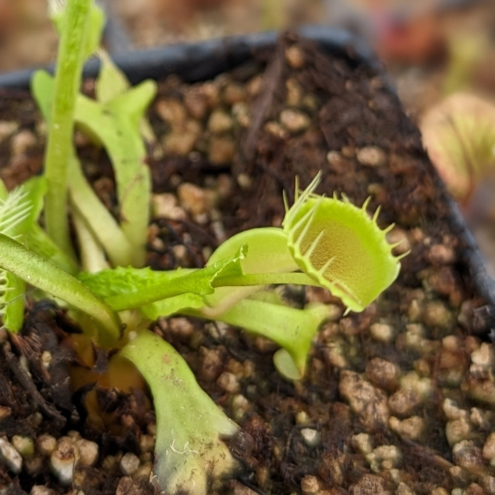 
                      
                        Venus Flytrap- Dionaea muscipula "Funnel Trap"
                      
                    