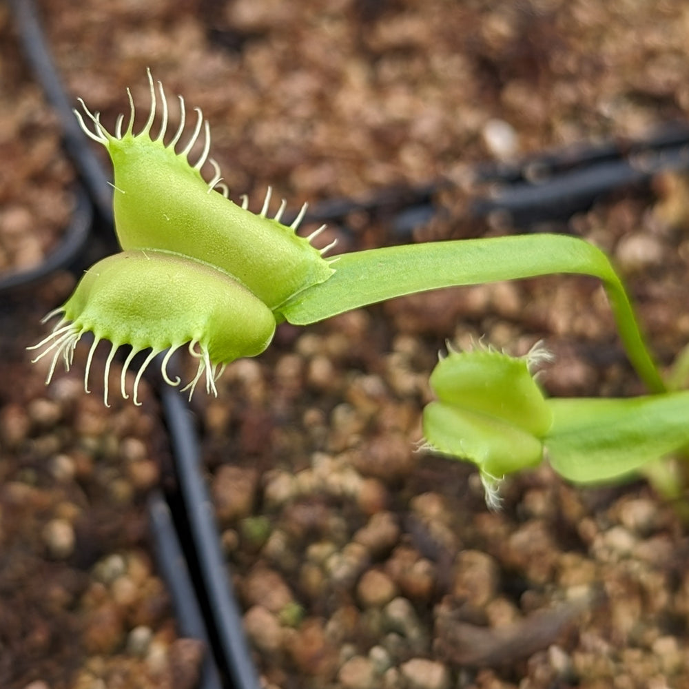 
                      
                        Venus Flytrap- Dionaea muscipula "Umgekrempelt"
                      
                    