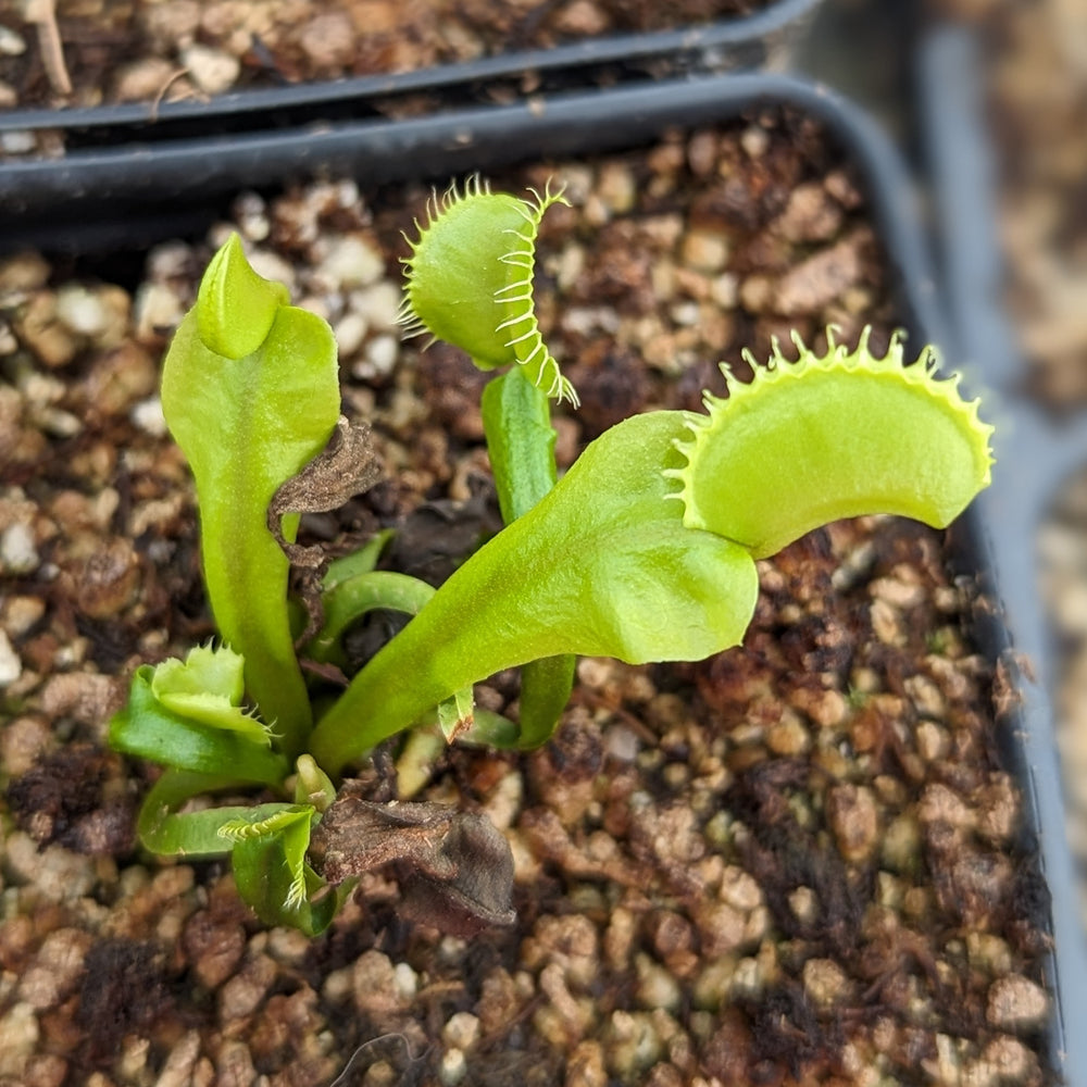 
                      
                        Venus Flytrap- Dionaea muscipula "Umgekrempelt"
                      
                    