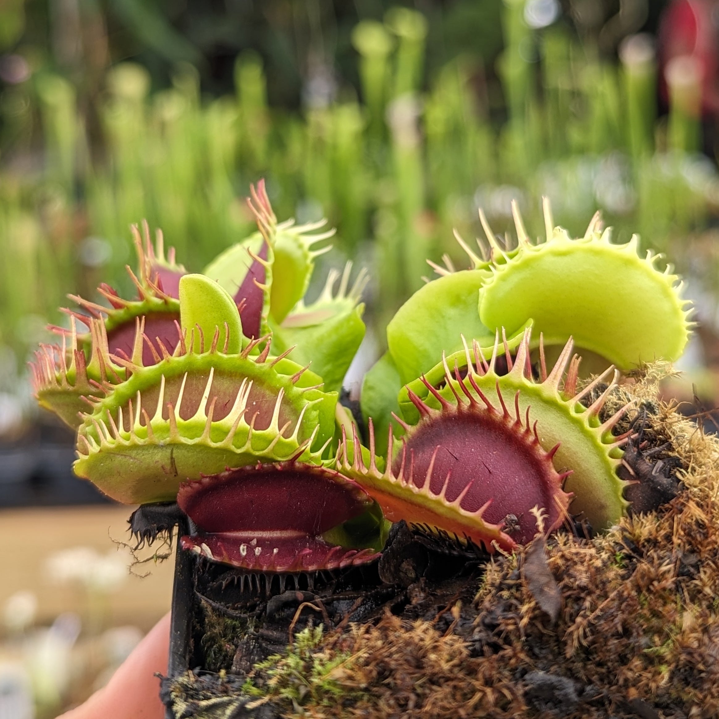 Nepenthes palawanensis, BE-3651 – Carnivero