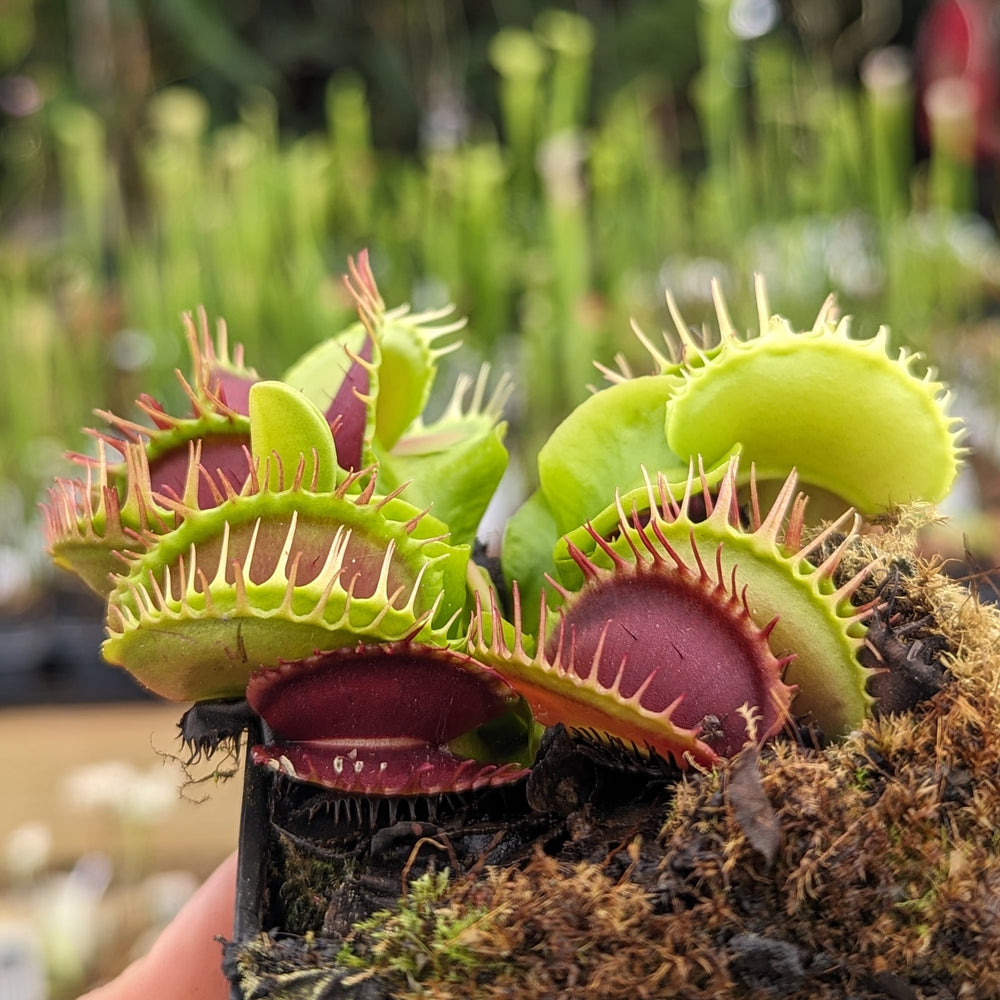 
                      
                        Venus Flytrap- Dionaea muscipula Predator
                      
                    