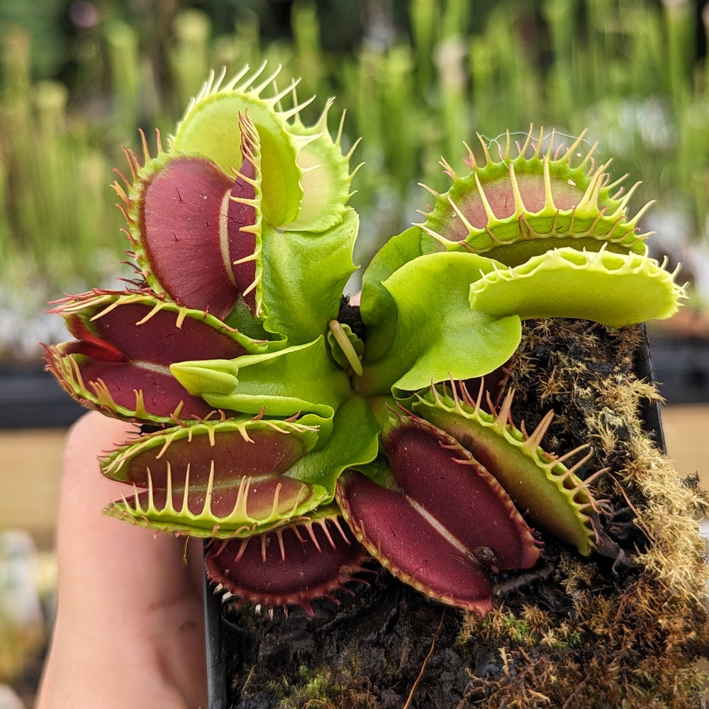 Venus Flytrap- Dionaea muscipula Predator