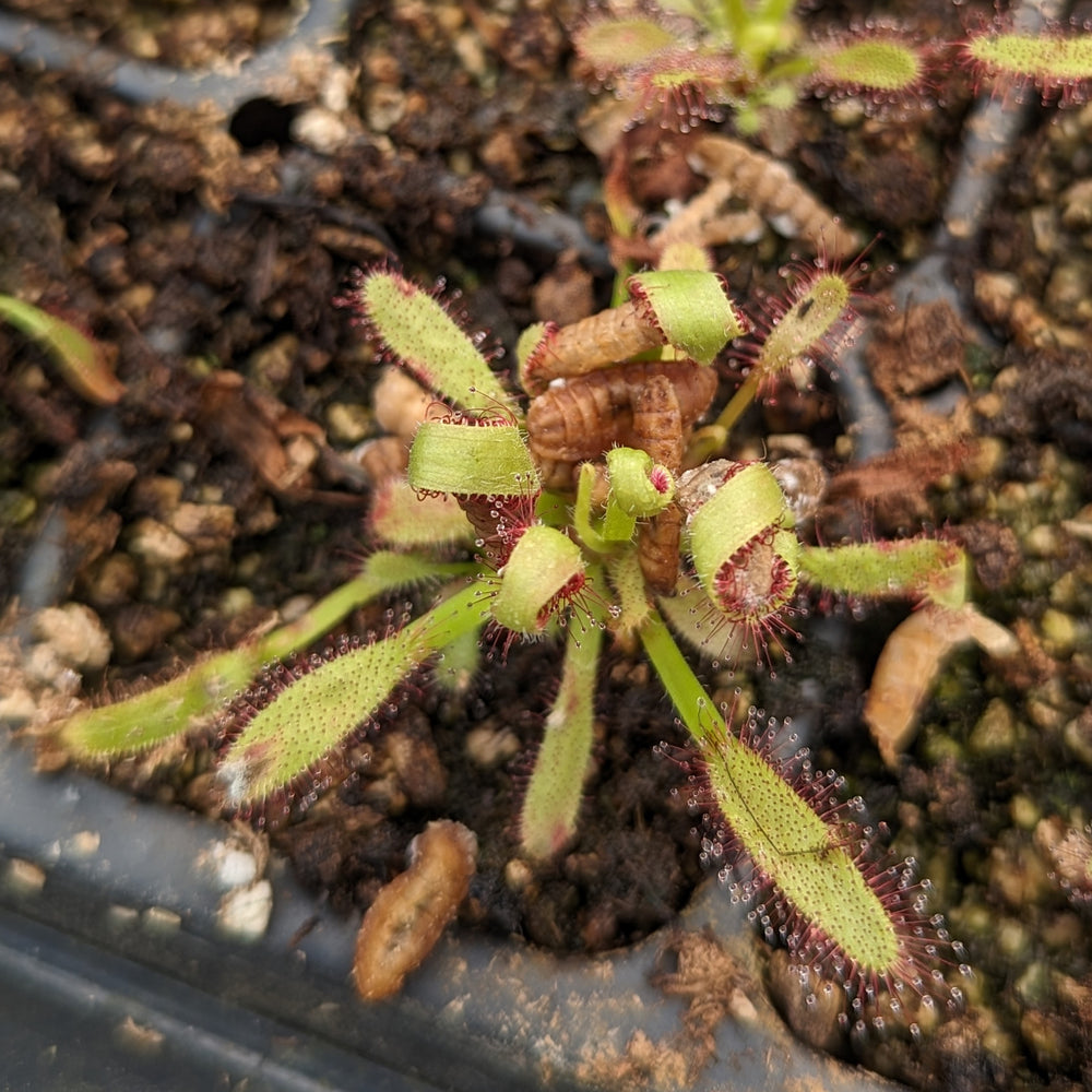 
                      
                        Drosera capensis, Cape Sundew
                      
                    