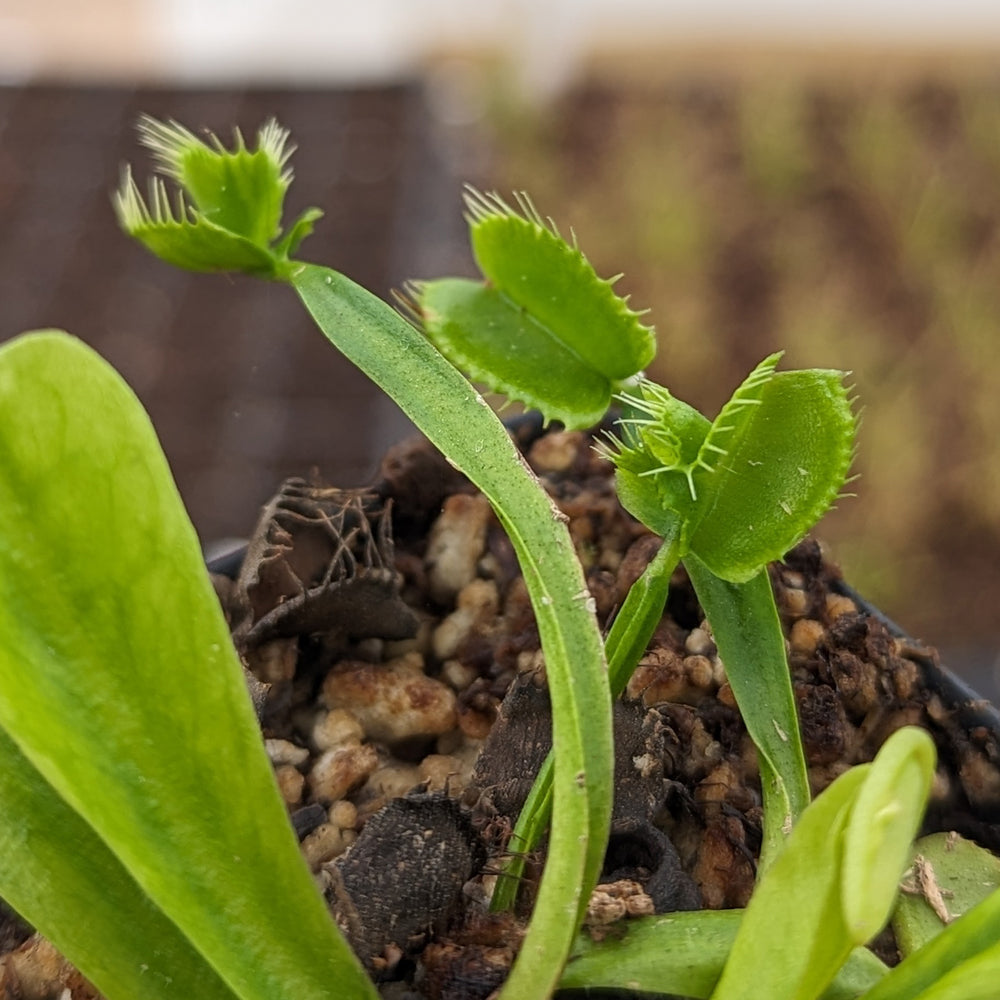 Venus Flytrap- Dionaea muscipula "Cerberus“