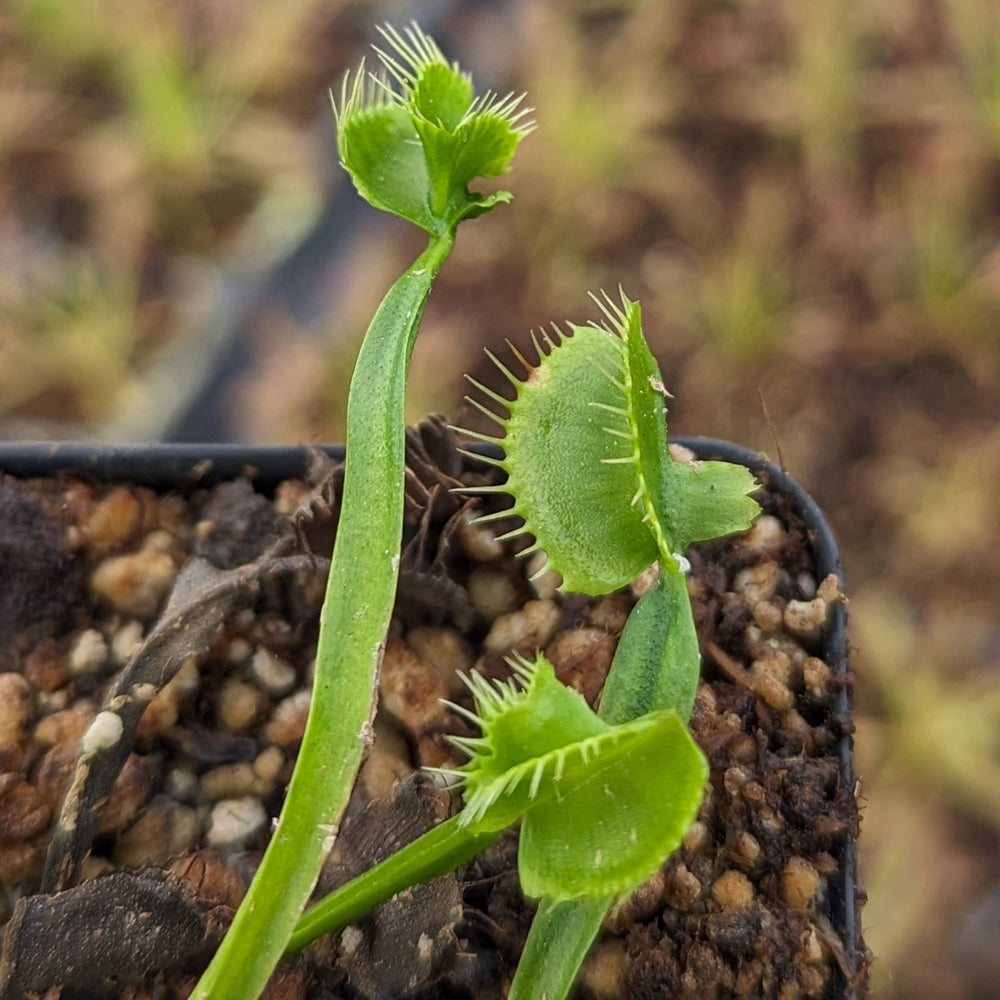 
                      
                        Venus Flytrap- Dionaea muscipula "Cerberus“
                      
                    