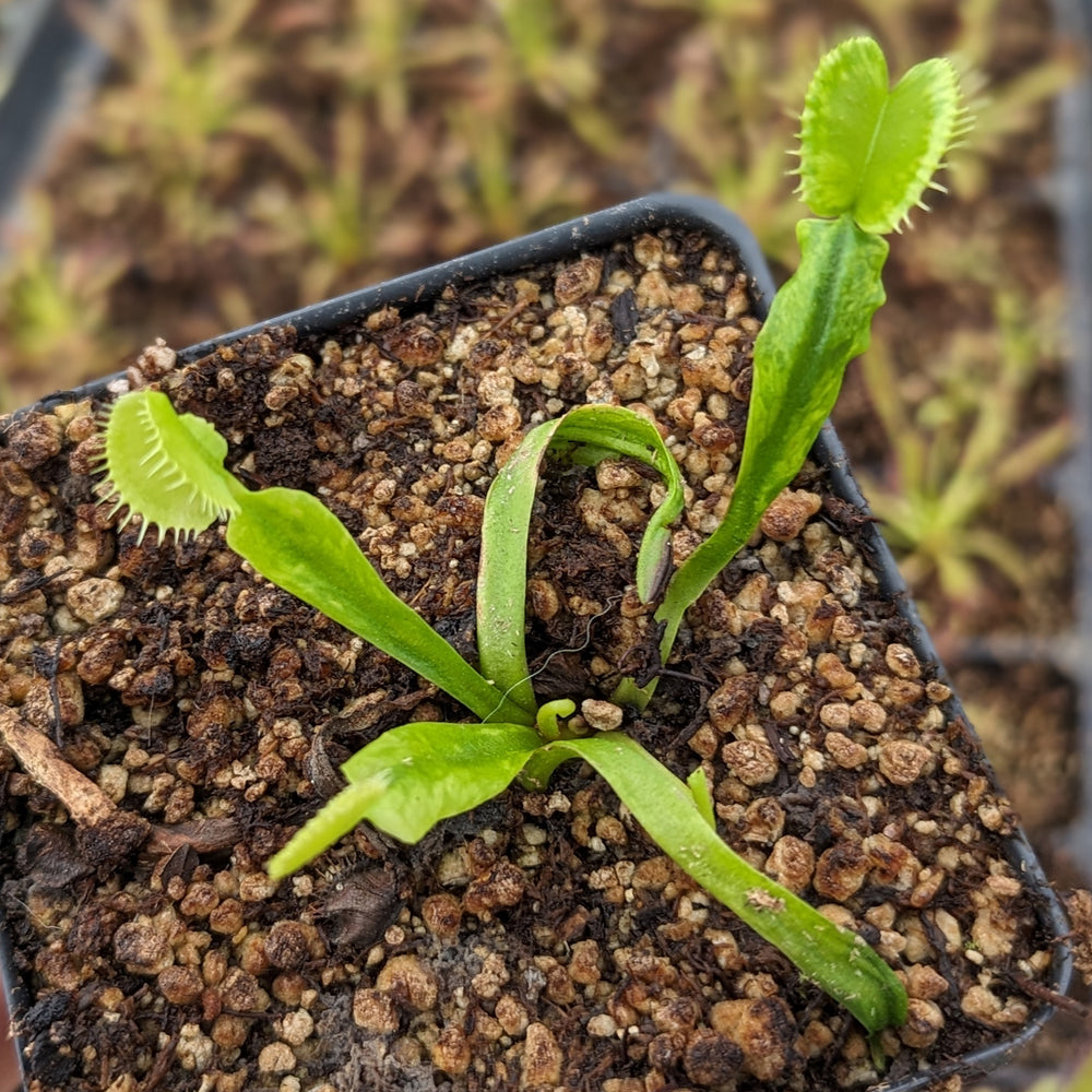 
                      
                        Venus Flytrap- Dionaea muscipula "Cerberus“
                      
                    