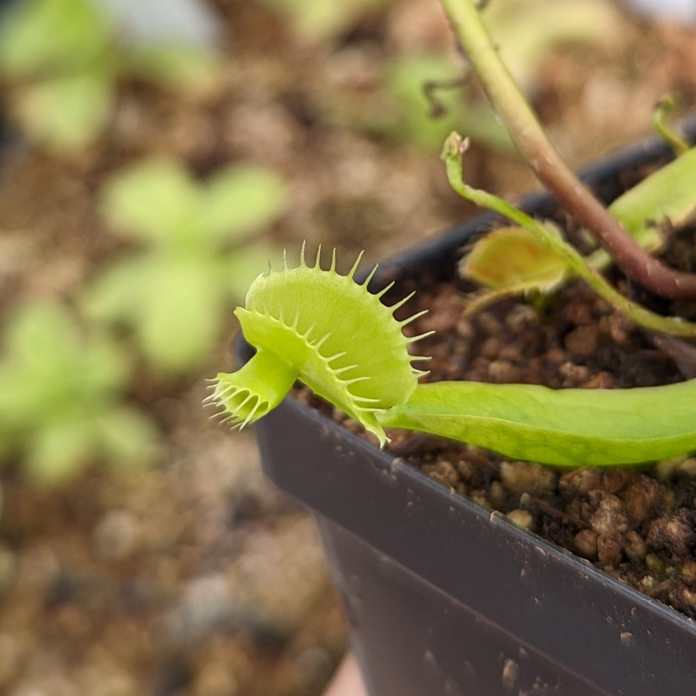 Venus Flytrap- Dionaea muscipula CK Double Cerberus