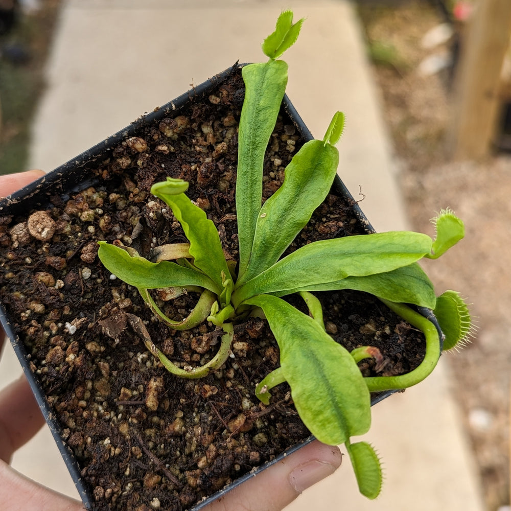 
                      
                        Venus Flytrap- Dionaea muscipula "Cerberus“
                      
                    