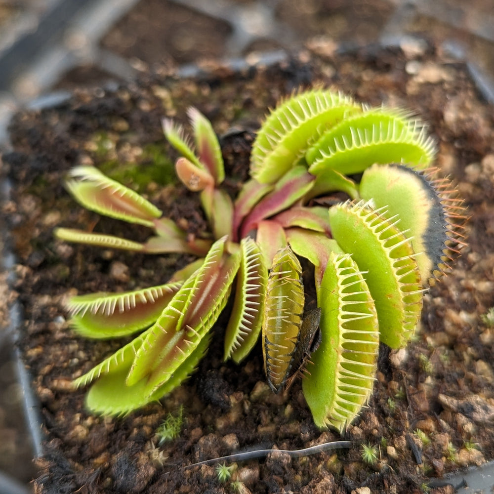 
                      
                        Venus Flytrap- Dionaea muscipula Haircomb
                      
                    