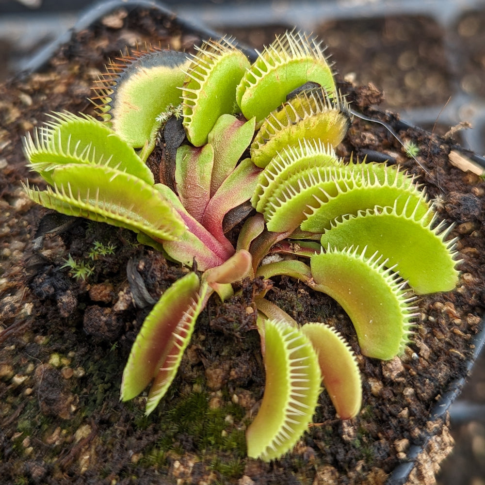 
                      
                        Venus Flytrap- Dionaea muscipula Haircomb
                      
                    