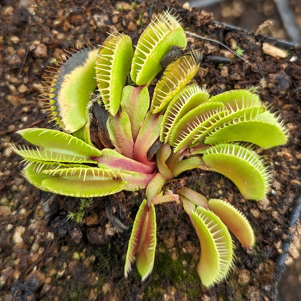 
                      
                        Venus Flytrap- Dionaea muscipula Haircomb
                      
                    