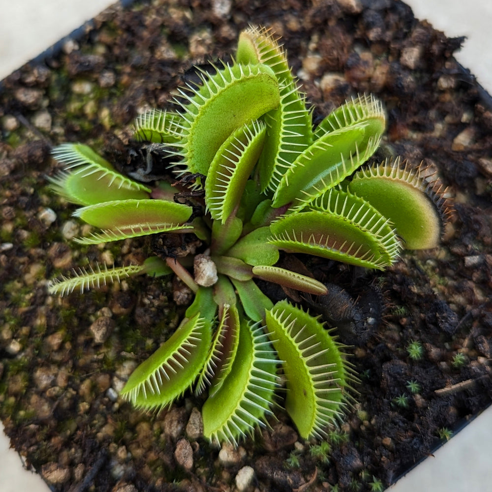 
                      
                        Venus Flytrap- Dionaea muscipula Haircomb
                      
                    