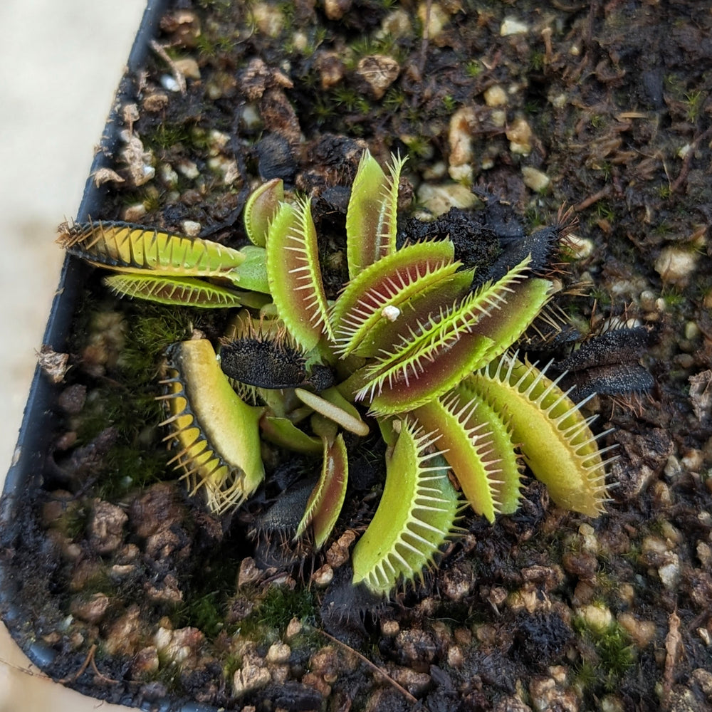 
                      
                        Venus Flytrap- Dionaea muscipula Haircomb
                      
                    