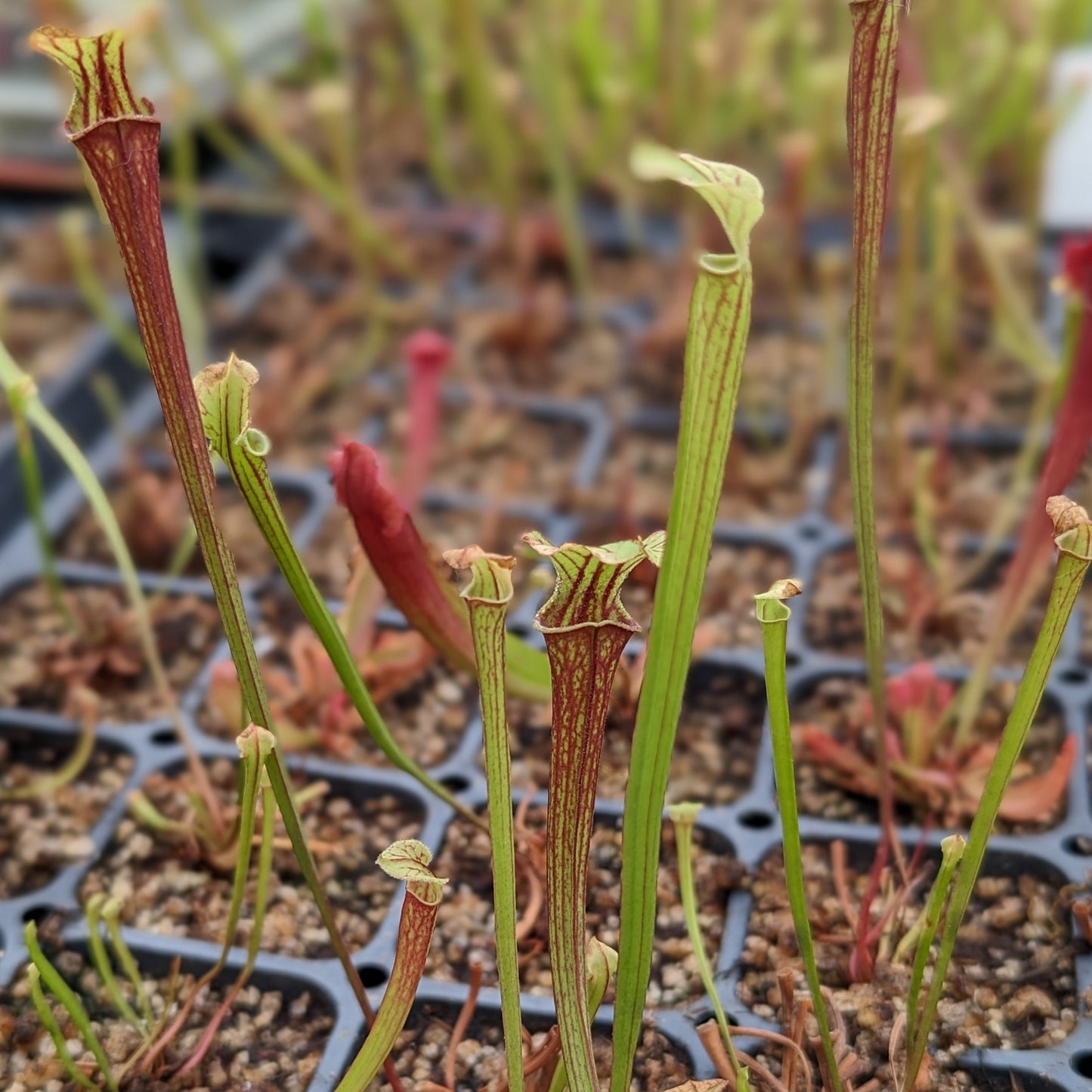 Sarracenia flava x leucophylla Trumpet Pitcher Plant