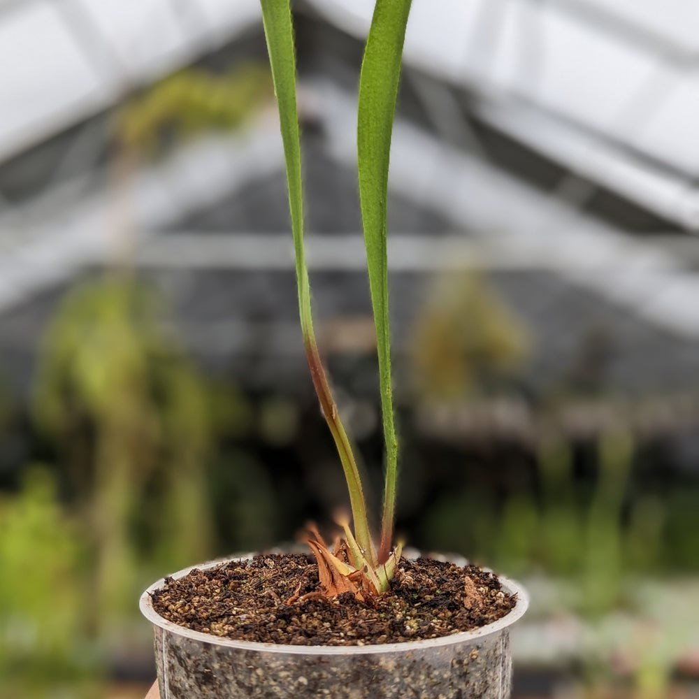 
                      
                        Sarracenia flava var. maxima
                      
                    