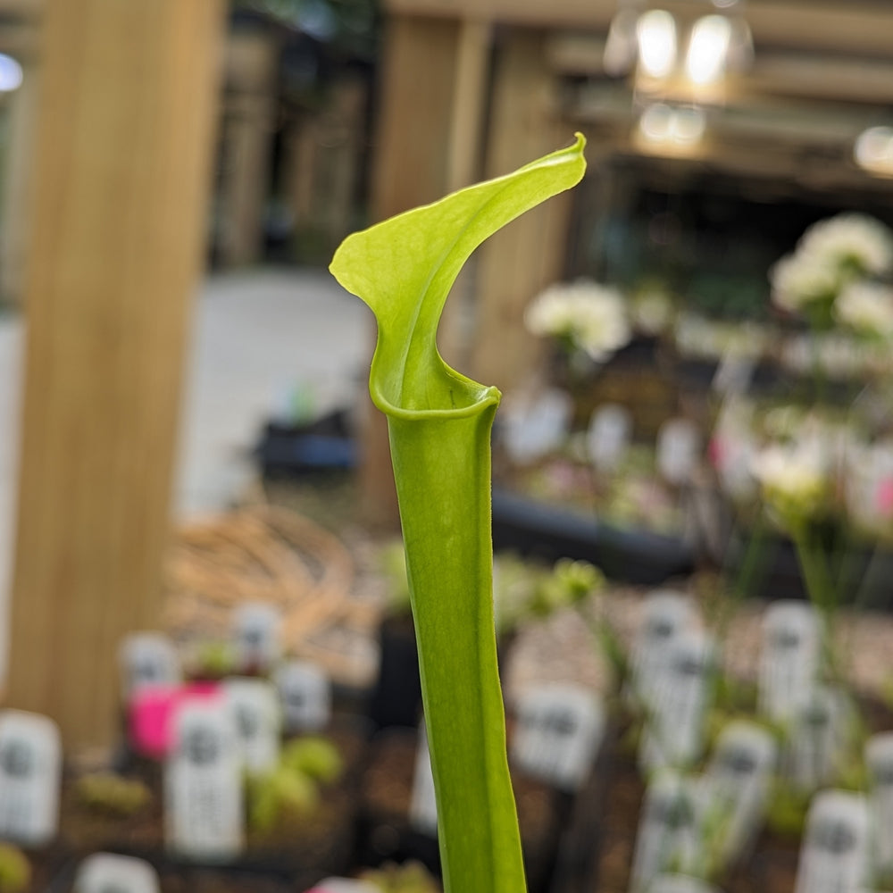 
                      
                        Sarracenia flava var. maxima
                      
                    