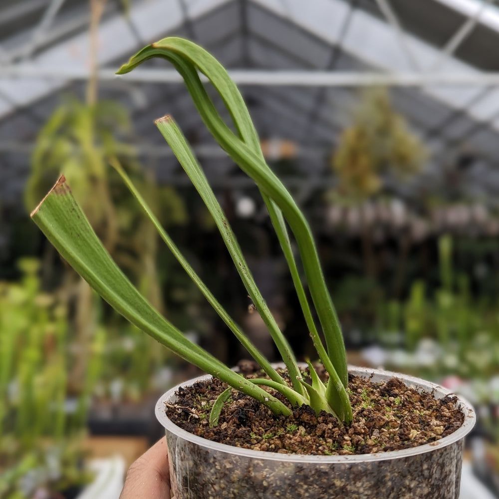 
                      
                        Sarracenia flava var. ornata SL Motherplant
                      
                    