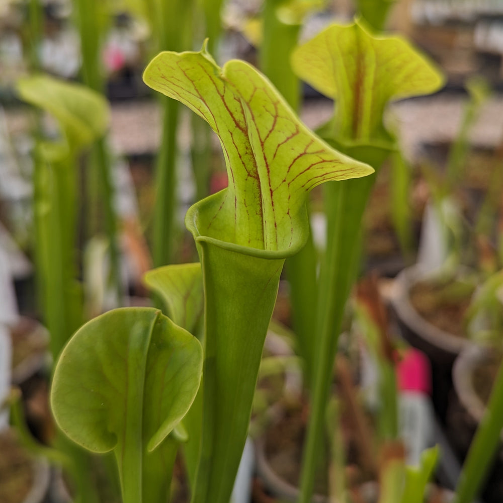 
                      
                        Sarracenia flava var. ornata SL Motherplant
                      
                    