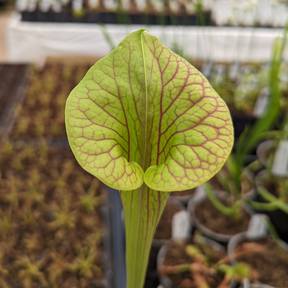 
                      
                        Sarracenia flava var. ornata SL Motherplant
                      
                    