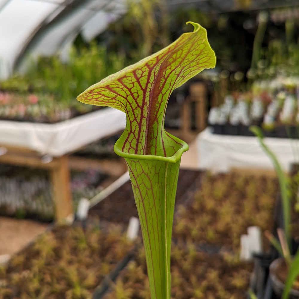 
                      
                        Sarracenia flava var. ornata SL Motherplant
                      
                    