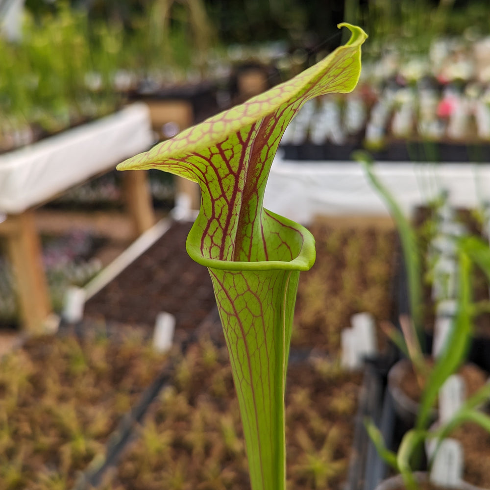 
                      
                        Sarracenia flava var. ornata SL Motherplant
                      
                    