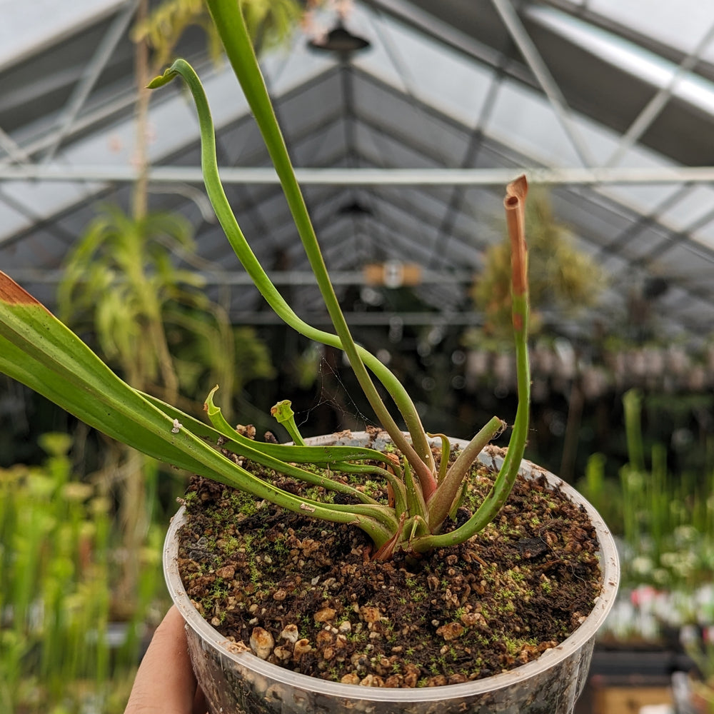 
                      
                        Sarracenia flava var. ornata SL Motherplant
                      
                    