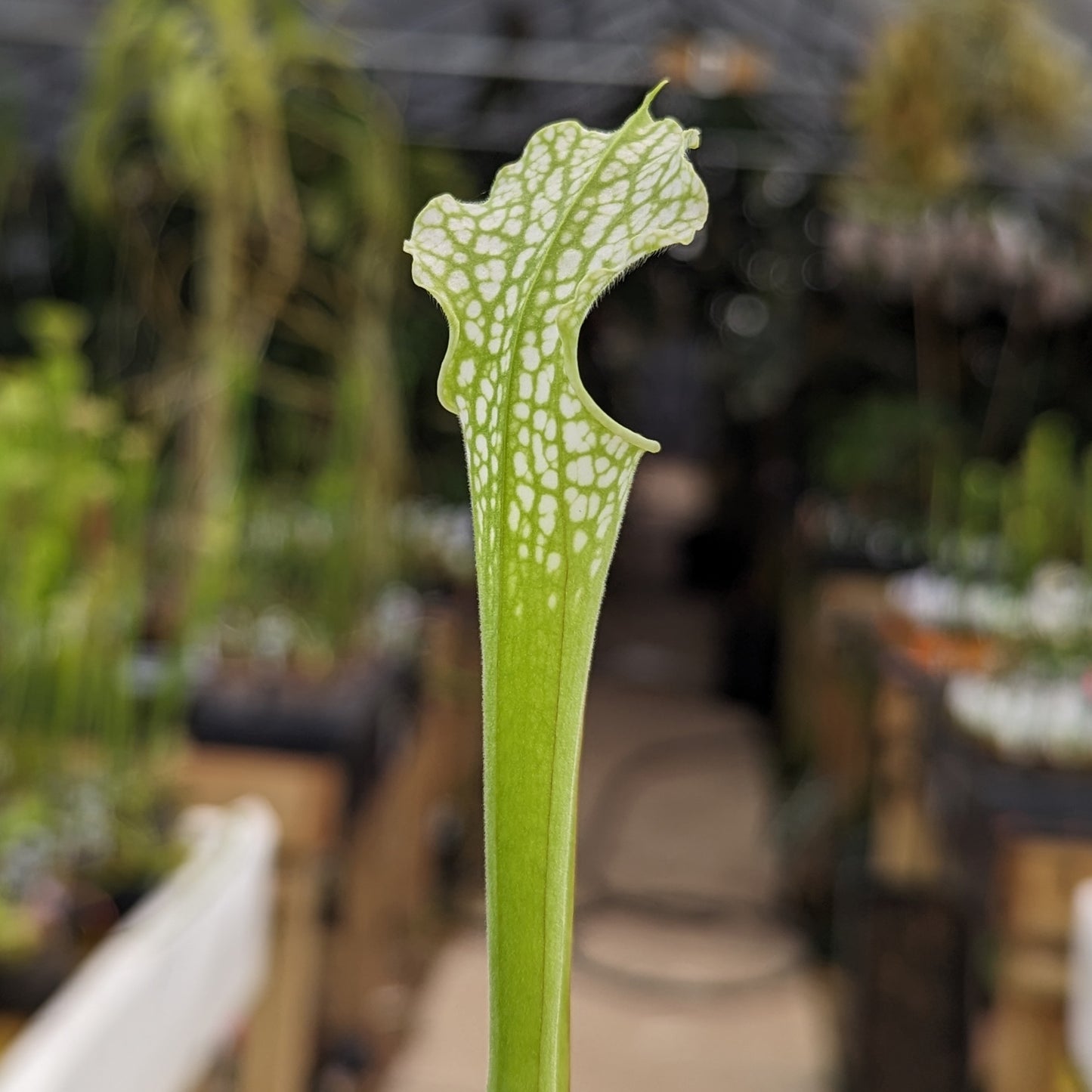 Sarracenia leucophylla Pubescent Pink Pitcher Plant