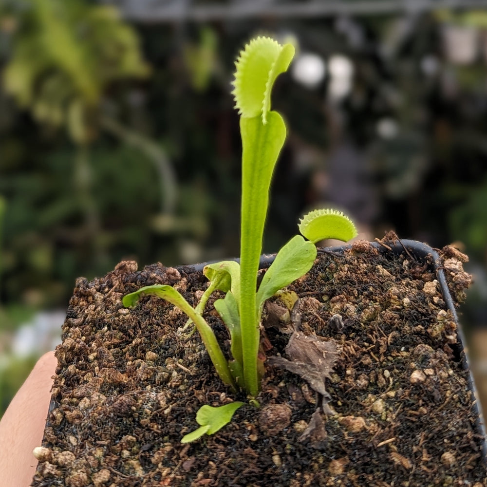 
                      
                        Venus Flytrap- Dionaea muscipula 'Dracula' (Trev's)
                      
                    