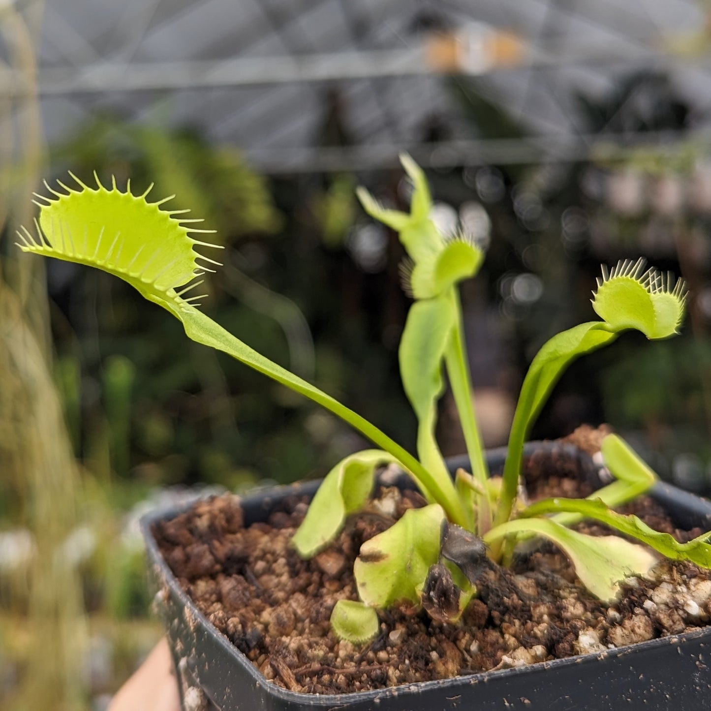 Venus Flytrap- Dionaea muscipula Rogue Sombre