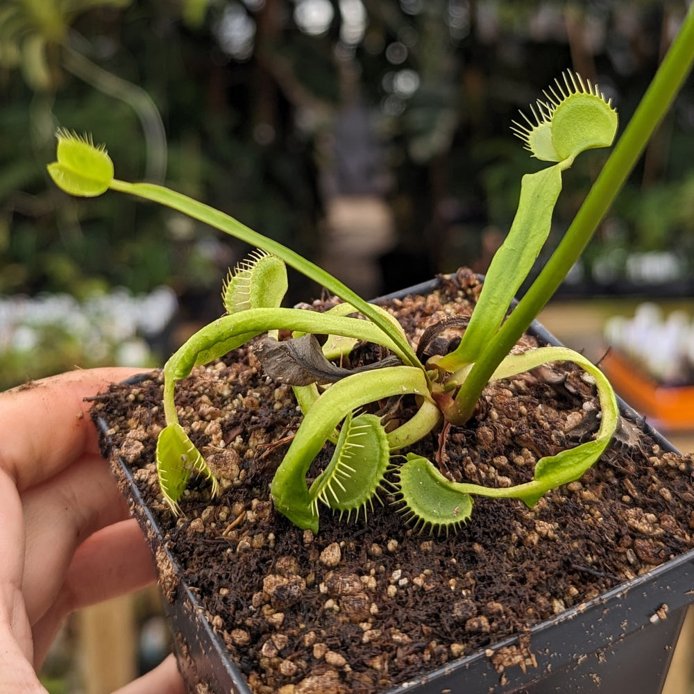 
                      
                        Venus Flytrap- Dionaea muscipula Rogue Sombre
                      
                    