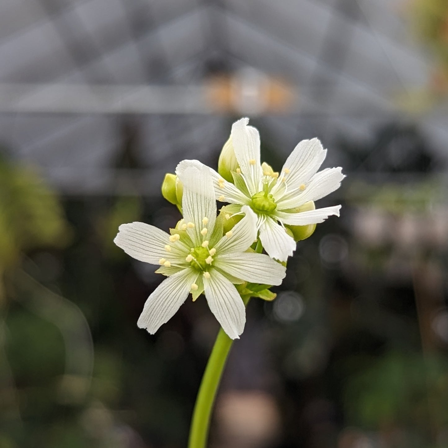 Venus Flytrap- Dionaea muscipula Rogue Sombre