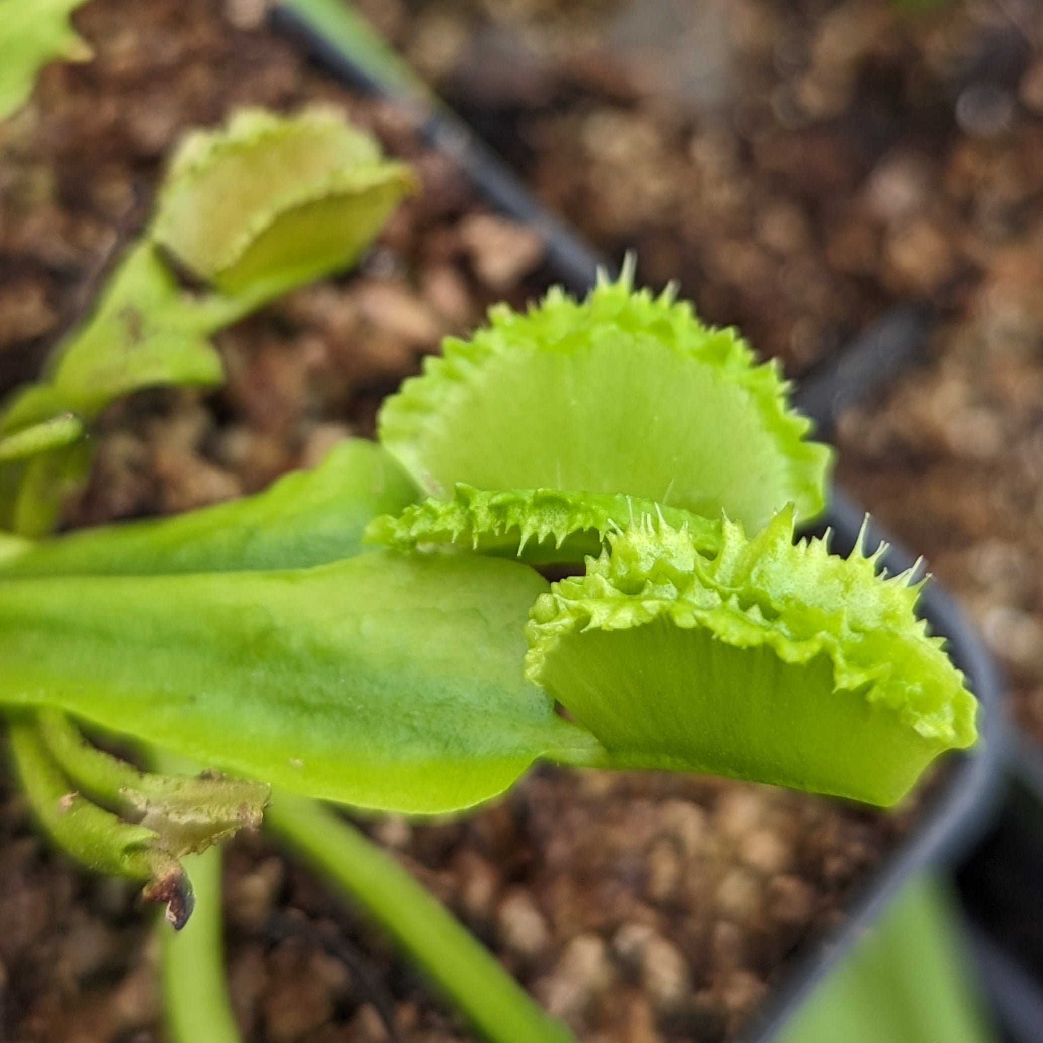 Venus Flytrap- Dionaea muscipula Biohazard II – Carnivero