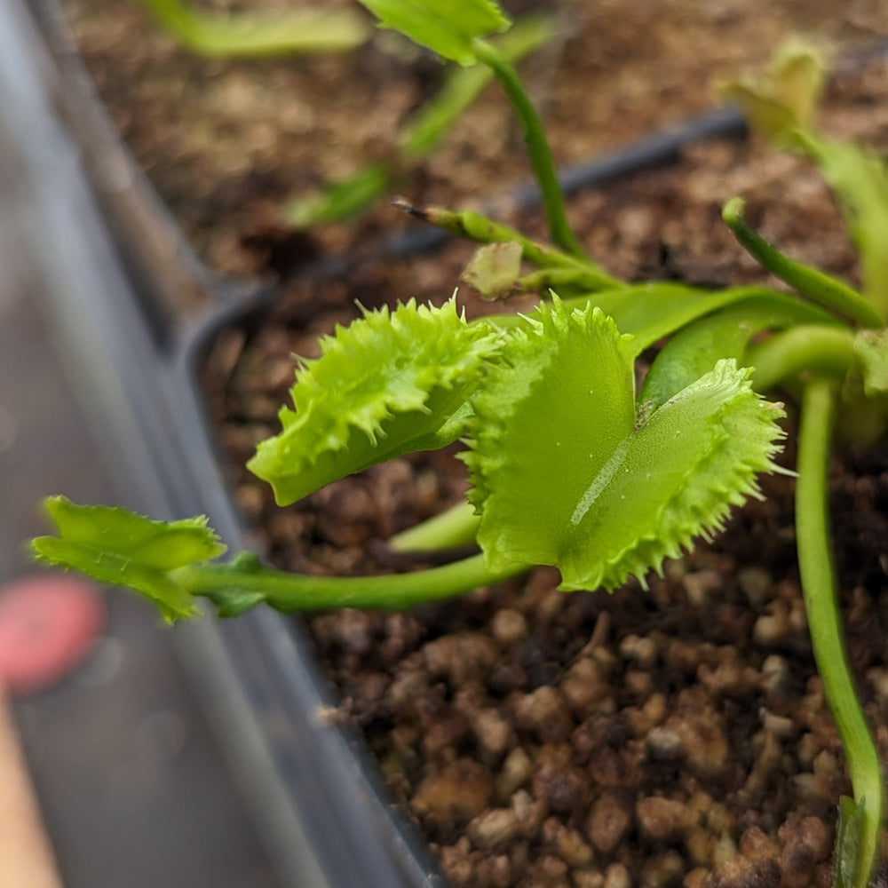 
                      
                        Venus Flytrap- Dionaea muscipula Biohazard II
                      
                    